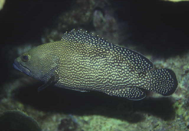 Epinephelus ongus